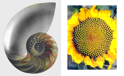 log spirals in nature